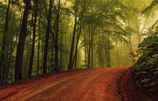 Forest Road...
