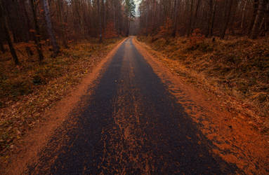 Autumn Forest Road