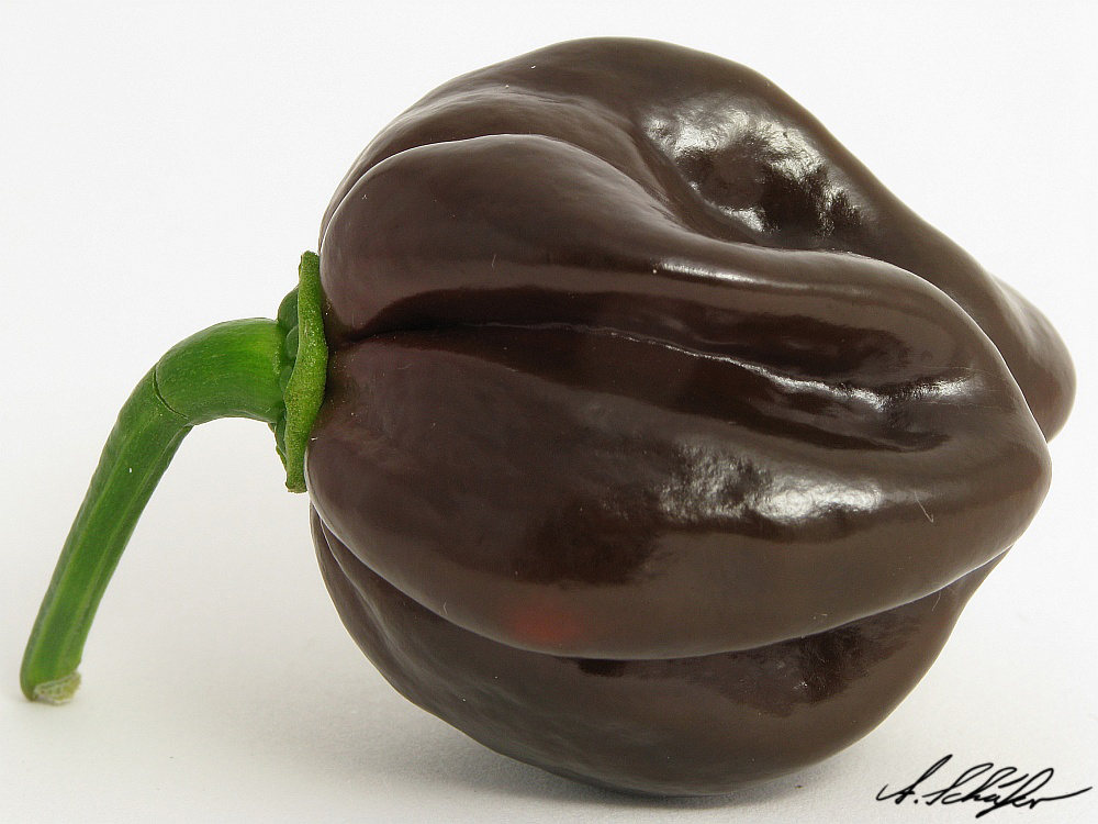 Habanero Chocolate