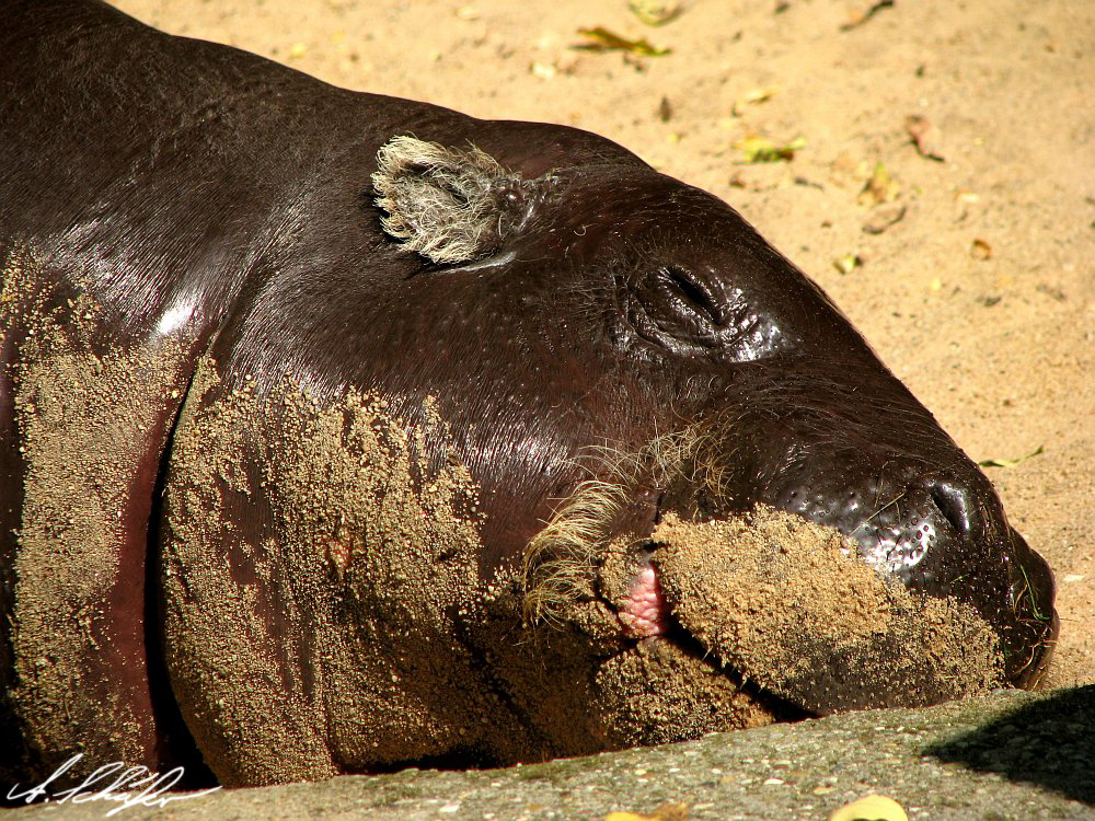 pygmy hippopotamus