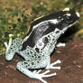 arrow poison frog 1