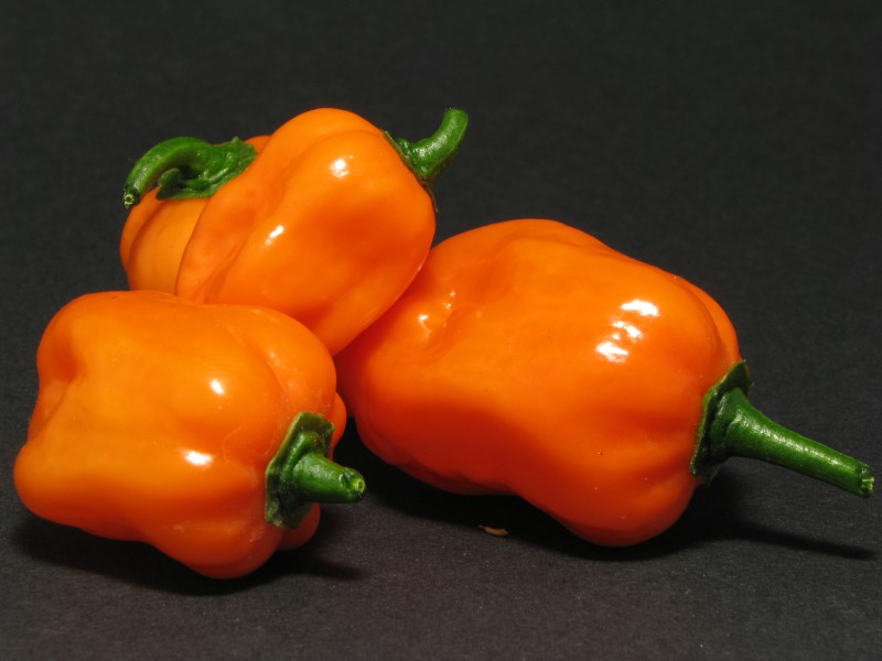 Habanero 4