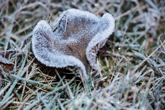 Mushroom Covered in frost