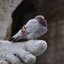 Roman pigeon