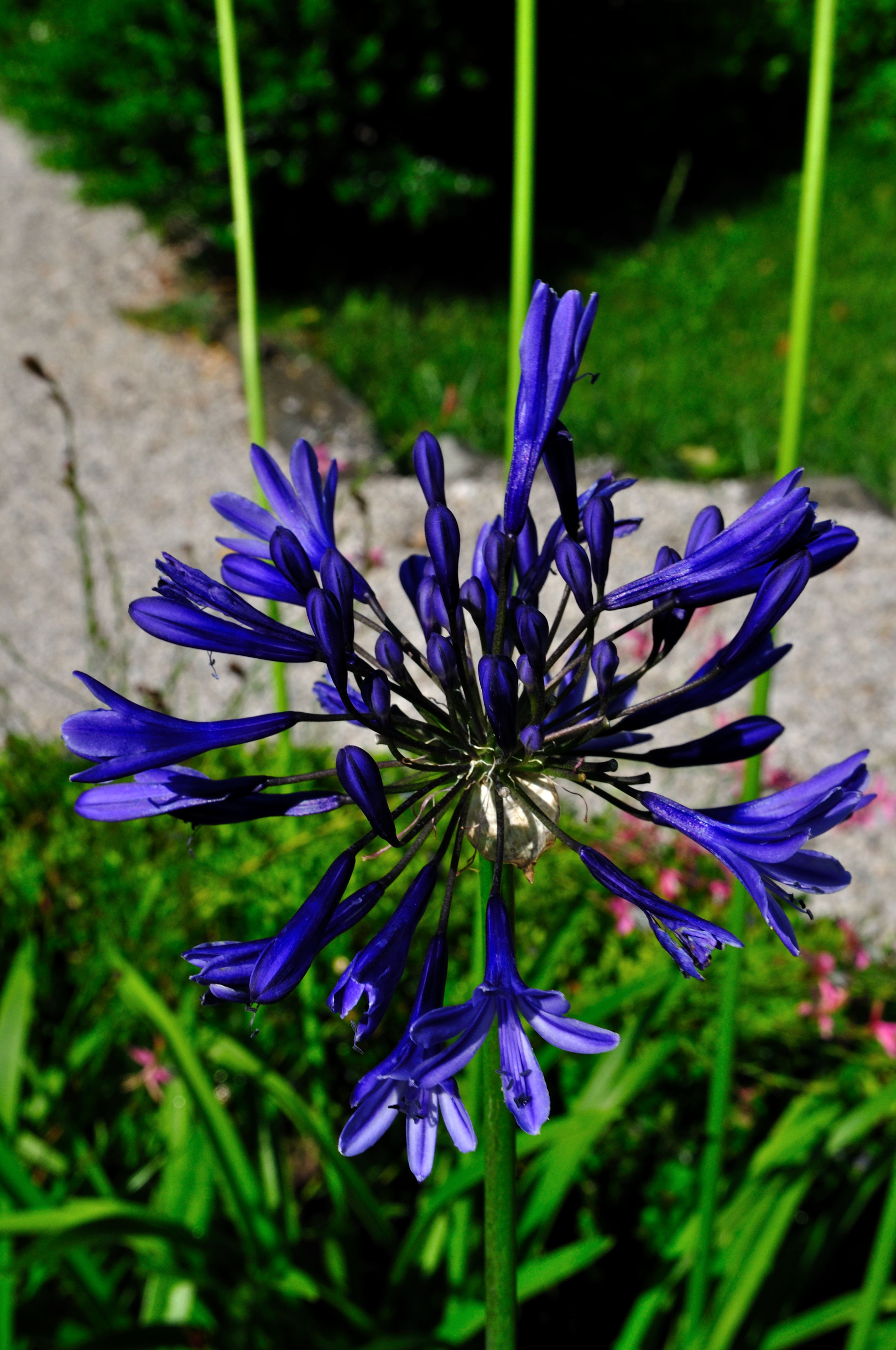 Thin blue flower