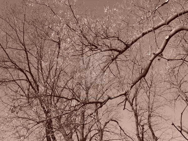 Trees Overlapping. by KillerBunniez on DeviantArt