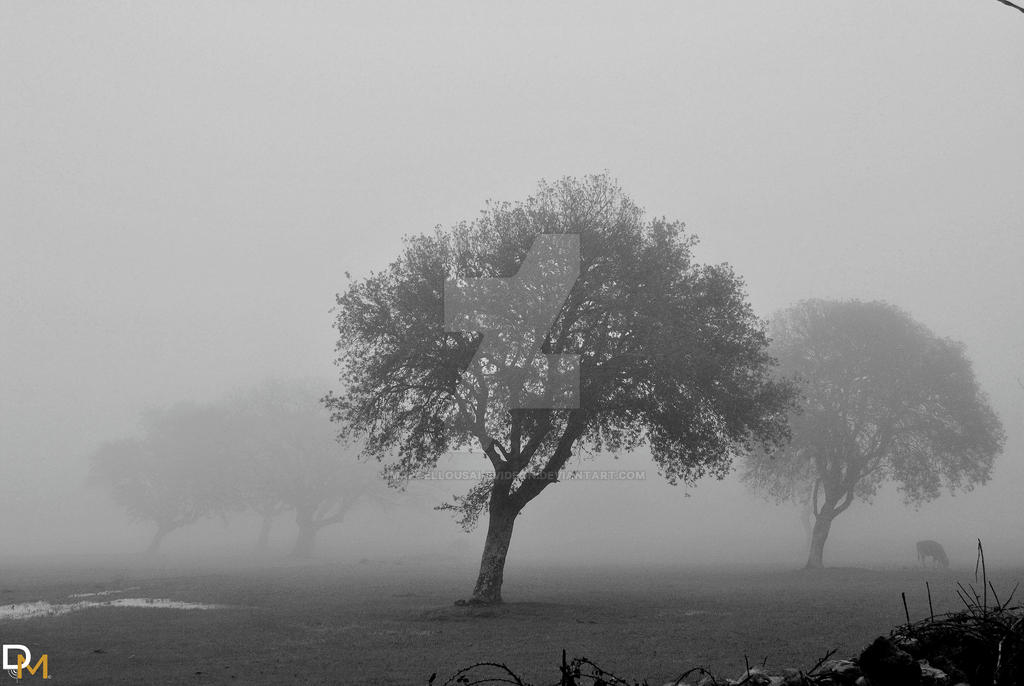 Tree in the fog