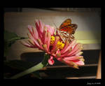 Butterfly by osagelady