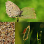 My macro photos