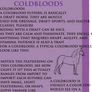 Euthril Coldblood Sheet - 1