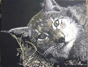 lynx Scratchboard