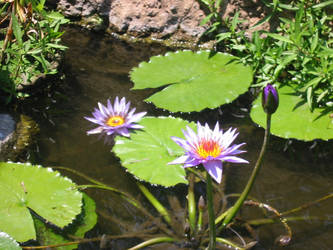 Lily Pad  Flowers