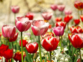 Bonbons de jardin