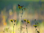 Late summer meadow by Morgan-Lou