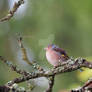 Chaffinch