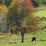 Autumn pasture