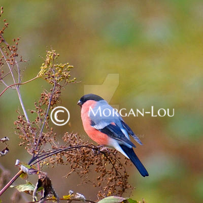 Bullfinch