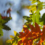 Underneath the rowan tree