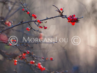 Le rouge et le noir