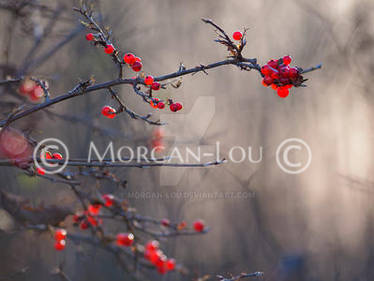 Le rouge et le noir