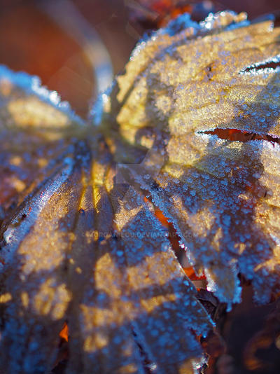 Frozen wings