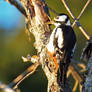 Great spotted male