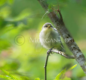 Fledgling