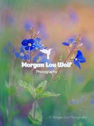 Evening harmony by Morgan-Lou