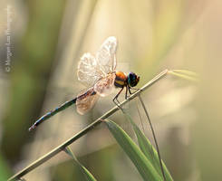 Southern hawker