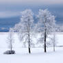 The four wintry aspens