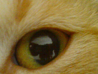 cat eye