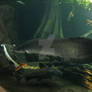 Arapaima