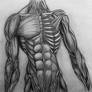 anatomy: torso
