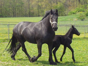 Friesian mom and colt