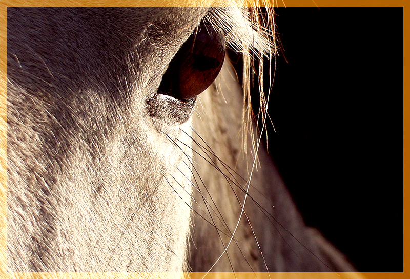 grey mare eye