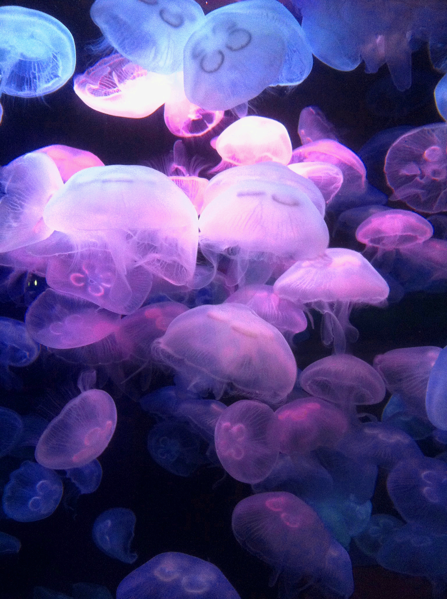 Jellies