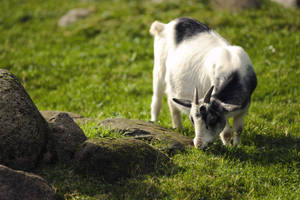 dwarf goat at lunch