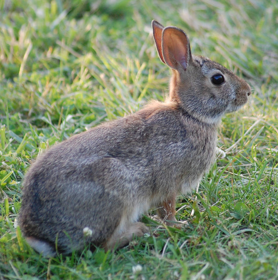 Rabbit - 080705-2547