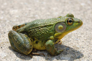 Frog-1082