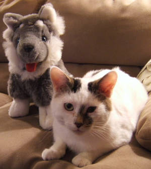 Kitty and Husky Pup 1