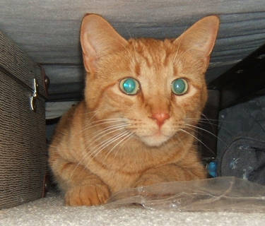 Kitty under Bed 2