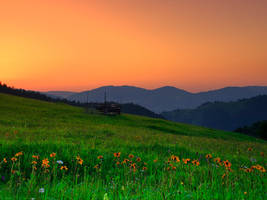 The colors of summer mornings