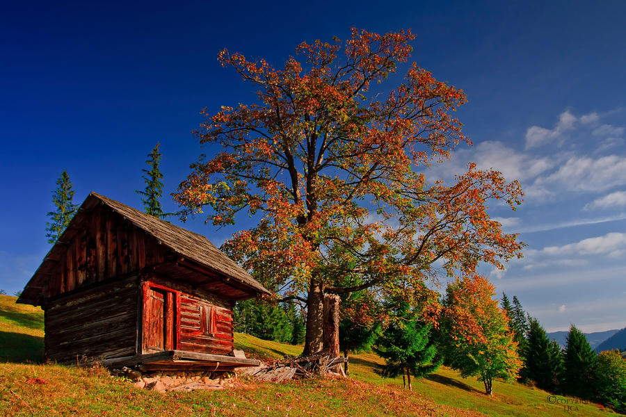 Old hut Bukovina