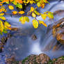 Autumn in river