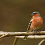 Fringilla coelebs