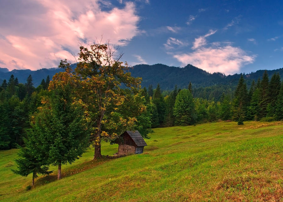 In meadow