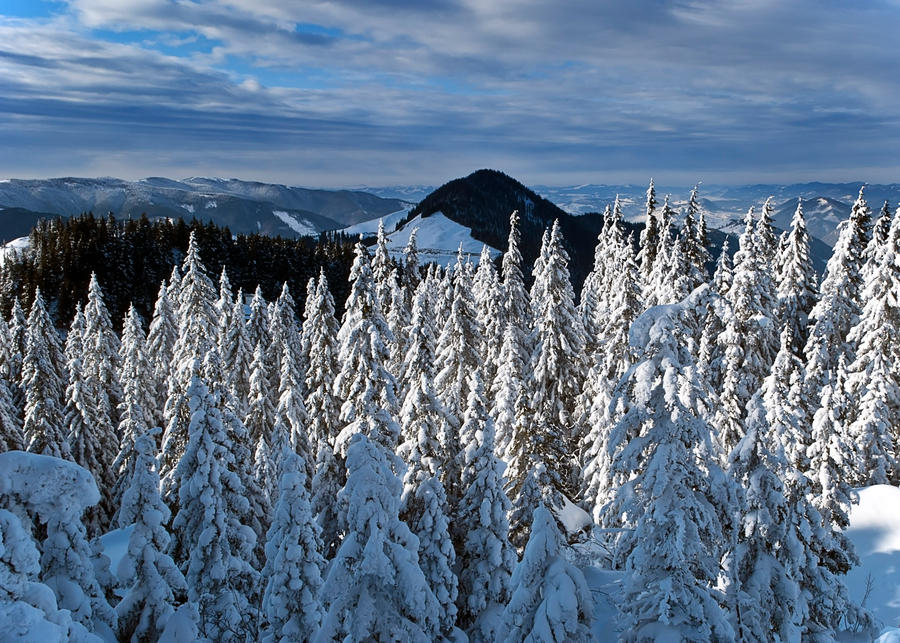 Ice Forest.