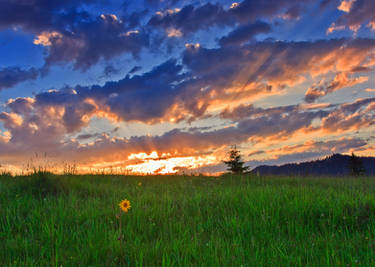 Sunset and one flower