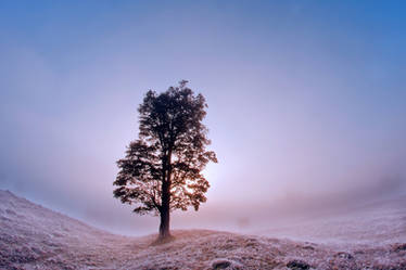 Sunrise in fog