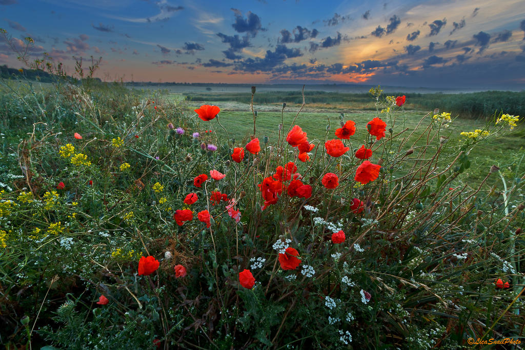 Summer morning